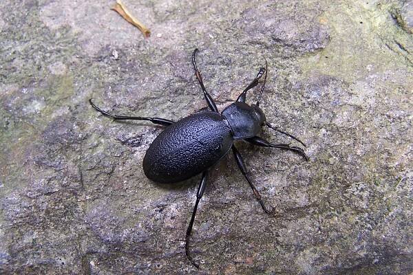 Entomologická zpráva z výzkumu v údolí Vrchlice