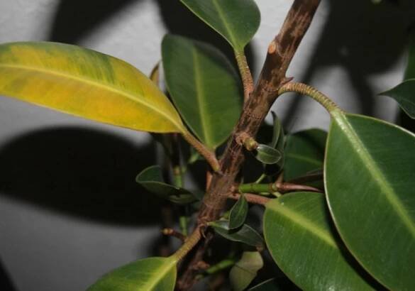 Co je jedovatého na Ficus benjamina?
