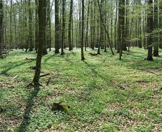 Bukové a jedľovo-bukové kvetnaté lesy