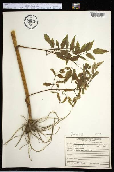 Cicuta maculata - Species Page - APA: Alabama Plant Atlas 
