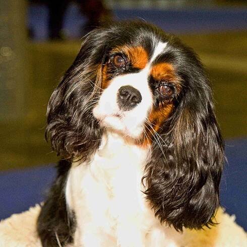 Cavalier king charles spaniel Buco Cassanova