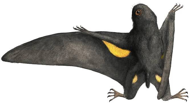 Pterosaur families - Pteros