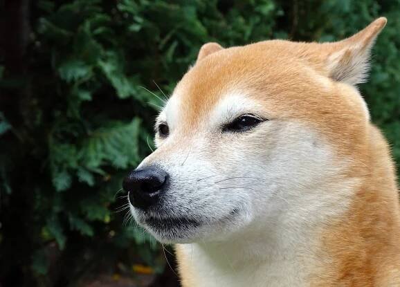 Výcvik Shiba Inu: Jak Vychovat Poslušného Mazlíčka » MiniMaxiPes.cz