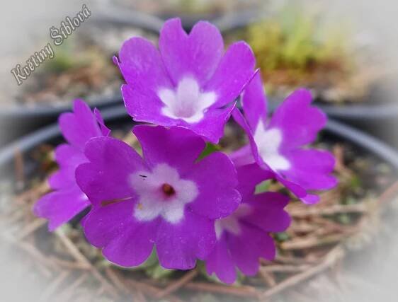 Primula daonensis