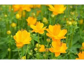 Upolín 'Goldkönigin' - Trollius chinensis 'Goldkönigin' Květník o průměru 11 cm