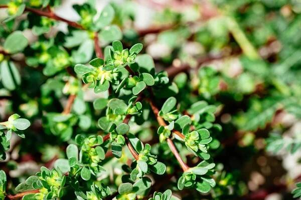 Close-up of purslane