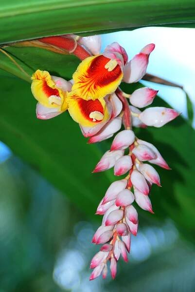 French Polynesia 2008