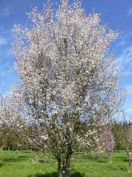 Slivoň vyříznutá - habitus v květu (Prunus incisa Compacta)