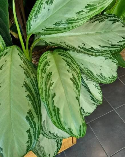 Aglaonema Commutatum-aglaonema silver bay