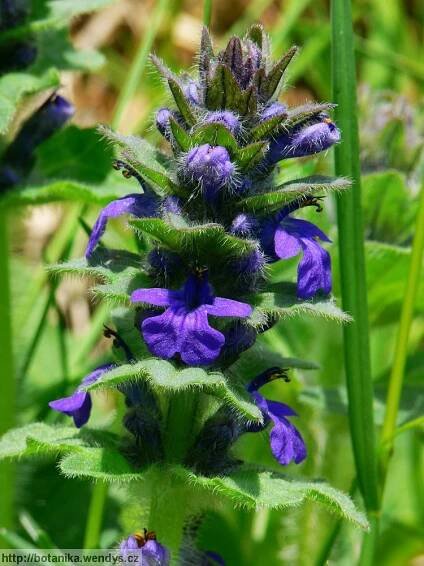 Herbář Wendys - Ajuga genevensis - zběhovec lesní