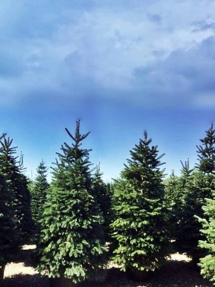 Abies nordmanniana 'Fastigiata'