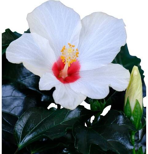 GROW by OBI Pokojový ibišek (Hibiscus), bílý, výška 30-40 cm, průměr kv. 13 cm nakoupit u OBI