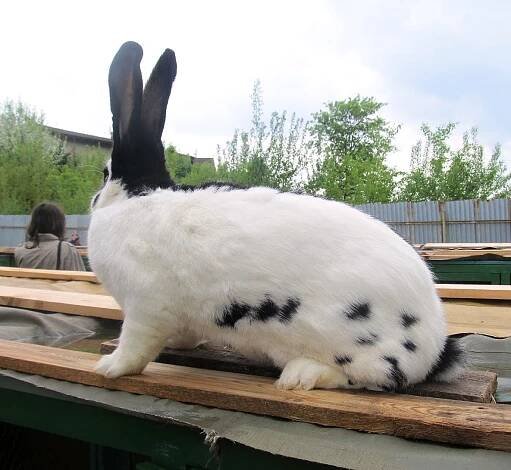 Farmář Miroslav se u chovatelů zajímal o králíky