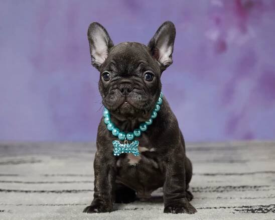 The Ultimate Guide To Choosing A Frenchie From Oasis Puppies