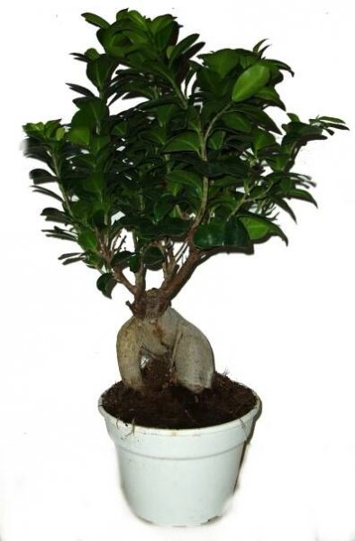 Ficus ginseng 519 - přelisťuje