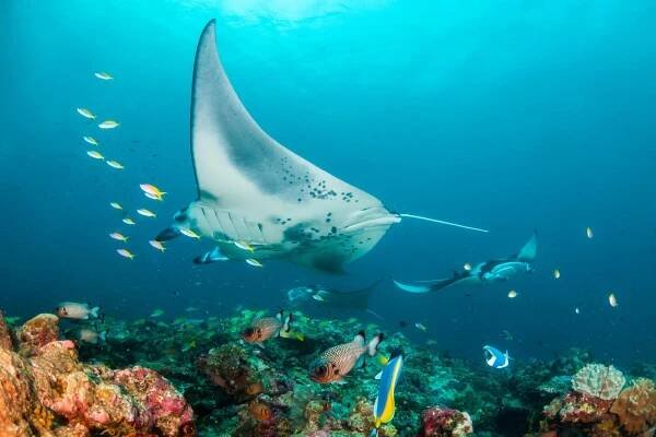 manta ray plavání ve volné přírodě v čisté modré vodě - delfín tropické ryby - stock snímky, obrázky a fotky