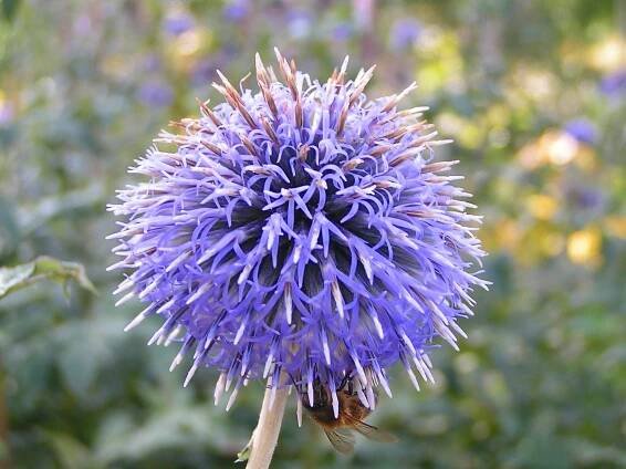 Banater Kugeldistel