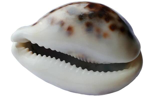 Moře, Skořápka, Oceán, Pláž