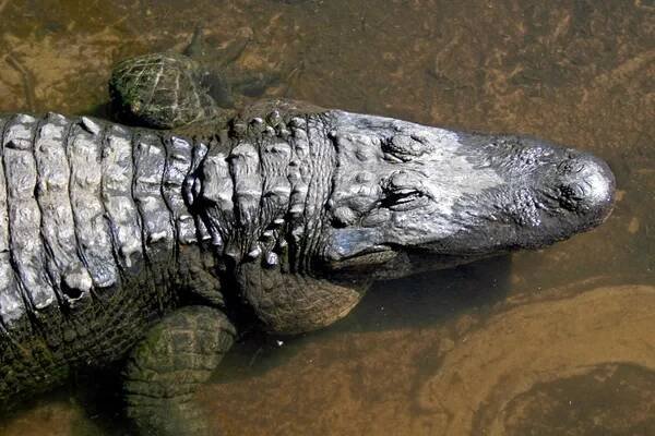 Alligator — Stock obrázek