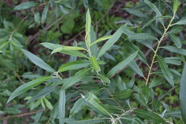 Salix gmelinii