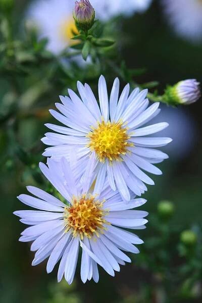 A close up vertical picture of two sky blue aster flowers growing in the garden on a soft focus background.