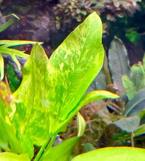 Echinodorus - "Marble Queen"