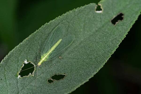 bezplatná Základová fotografie zdarma na téma barevné křídla, biodiverzity, biologická kontrola Základová fotografie