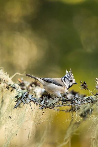 Sýkora parukářka (Lophophanes cristatus)