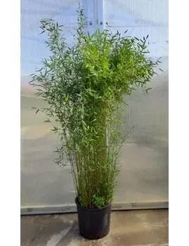Fargesia "Deep Purple" 180cm