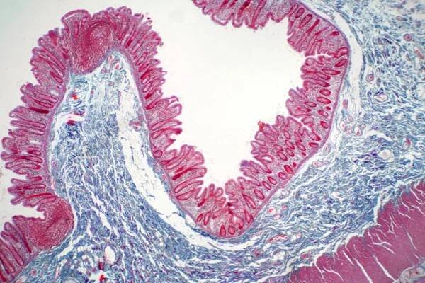 Lidská tkáň tlustého střeva pod mikroskopem. Histologické pro fyziologii člověka. — Stock obrázek