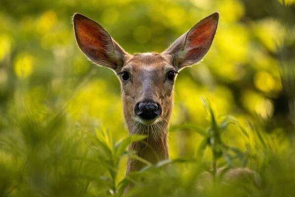 Wildlife Photography Guide: 5 Free Resources to Help You Capture Stunning Animal Shots - The Photo Argus