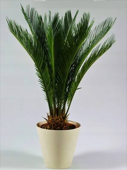 Cycas revoluta