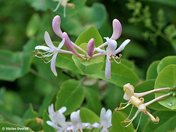 Lonicera caprifolium - zimolez kozí list | Caprifoliaceae - zimolezovité | Natura Bohemica