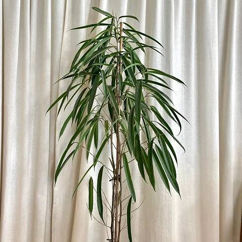 Ficus binnendijkii ‘Alii’ velký