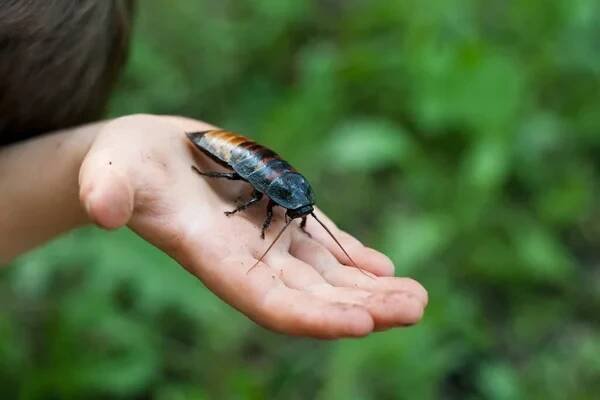 Velký madagaskarský šváb sedící na dlani dítěte. Detailní záběr obrovského švába v ruce na pozadí zelené trávy. Exotický mazlíček. Entomologie. Outdoor. — Stock obrázek