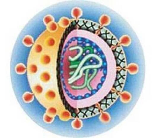 Akutní hepatitida / Hepatitida | Užitečné informace a tipy na péči o sebe. Zdraví, výživa a další.