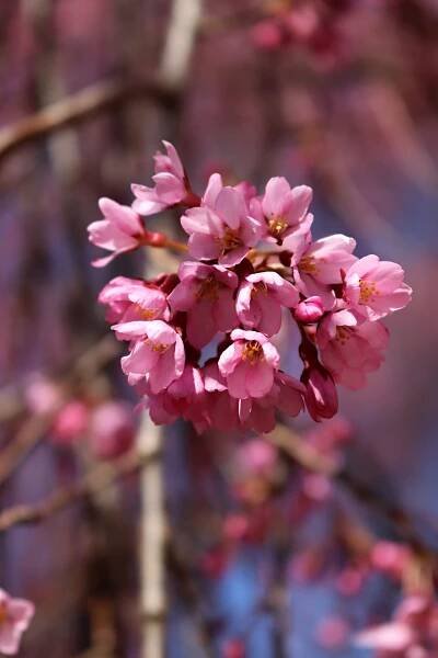 Slivoň chloupkatá Pendula (Prunus subhirtella), květy, květenství