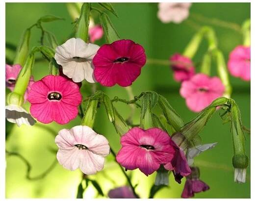 Tabák Mutabilis "Marshmallow"