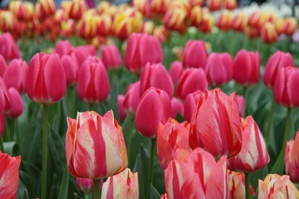 Tulipány, Keukenhof, Lisse, Holandsko