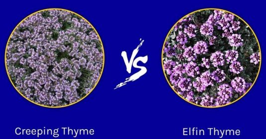 Creeping Thyme vs. Elfin Thyme: Are They the Same?