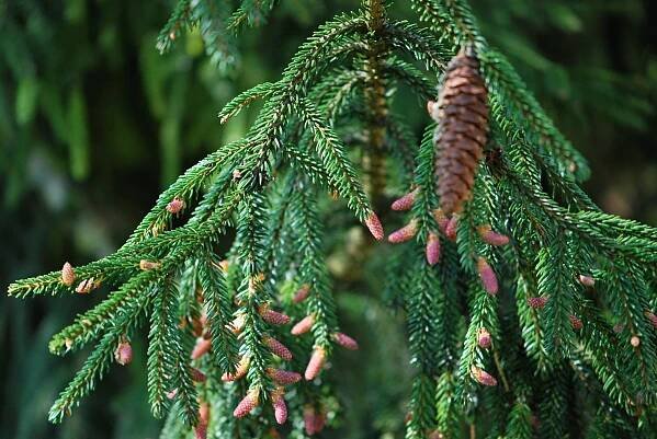 Picea orientalis 'Aurea' - smrk východní - větev 