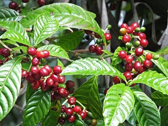 Coffea Arabica Káva Arabská Kávovník arabský 3 Semena
