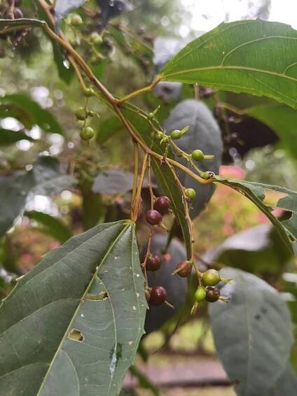 Alchornea costaricensis - Arboretum