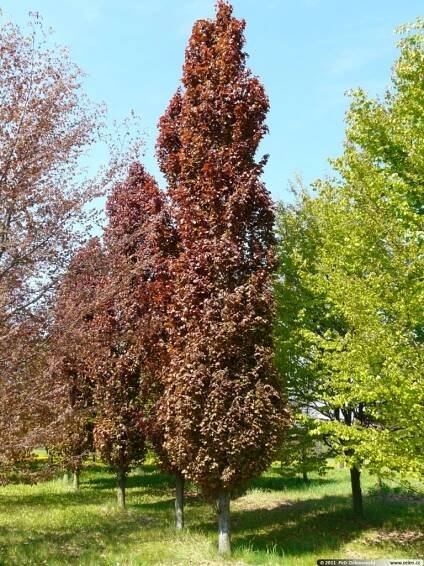 Fagus sylvatica Red Obelisk buk lesní