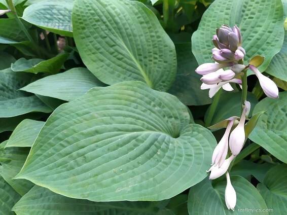 Bohyška Fried Bananas (Hosta)