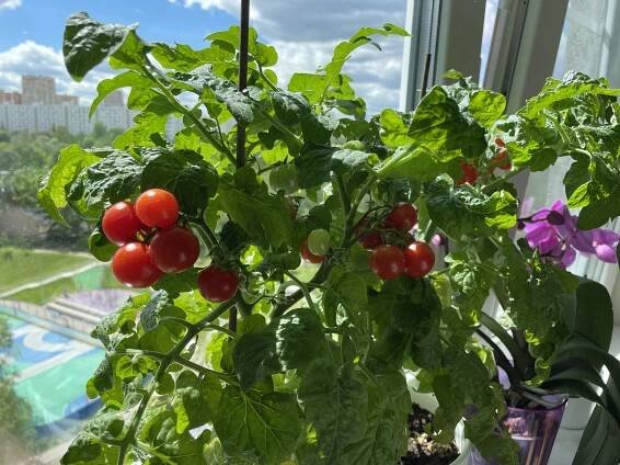 Lze cherry rajčata pěstovat na parapetu?