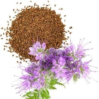 Svazenka vratičolistá - Phacelia tanacetifolia - semena