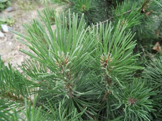 Obrázek - Pinus mugo 'Mops' (borovice kleč) | BioLib.cz