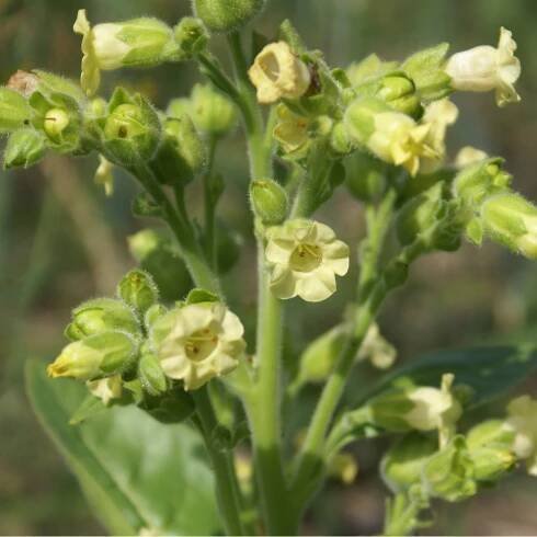 Tabák selský – Machorka – Nicotiana rustica – prodej semen tabáku
