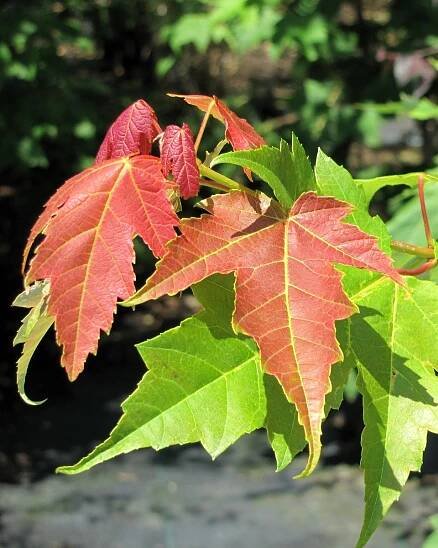 Javor červený (Acer rubrum) – sazenice 110 – 150 cm